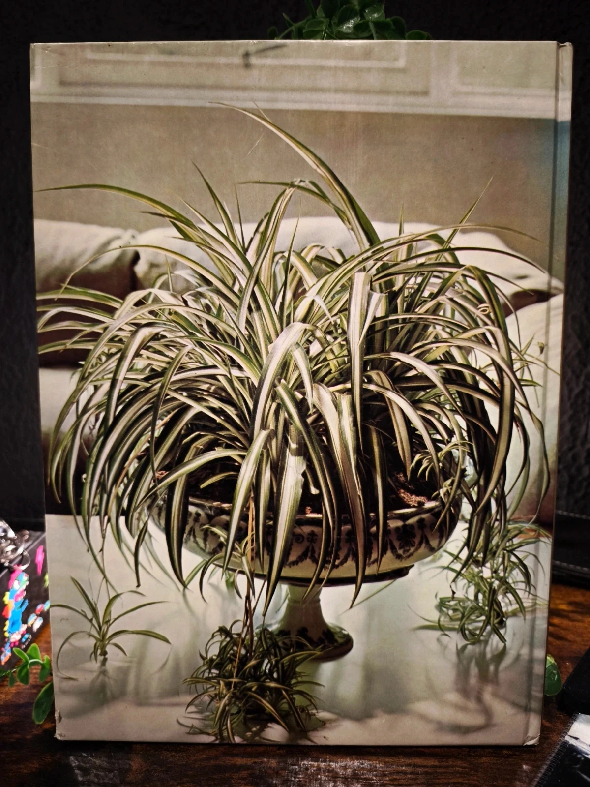 Easily grown house plants – photo 2